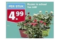 rozen in schaal