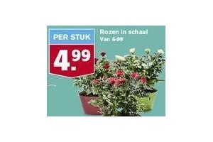 rozen in schaal