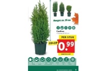 lidl cenifeer 35 cm