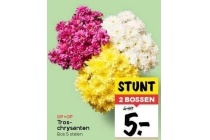 tros chrysanten