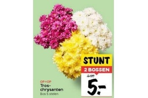 tros chrysanten