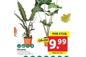 alocasia