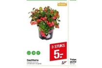 coop gaultheria 3 potten