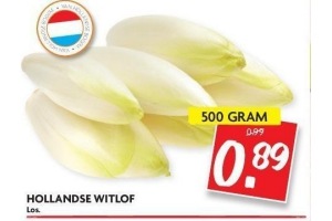 hollandse witlof