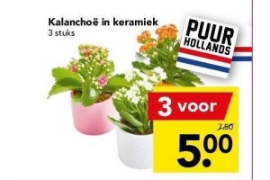 kalanchoe in keramiek