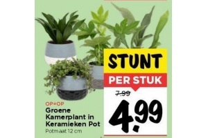 groene kamerplant in keramieken pot