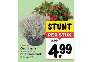 gaultheria of zilverstruik