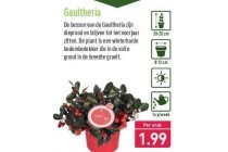 gaultheria