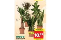 plantenmix groot