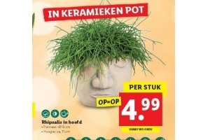 rhipsalis in hoofd