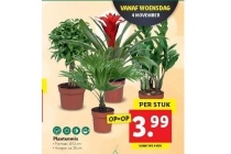 plantenmix