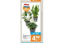 ah witbloeiende planten