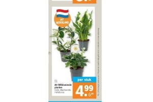 ah witbloeiende planten