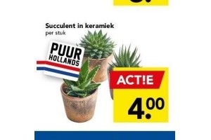 succulent in keramiek