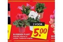 bloeiende plant