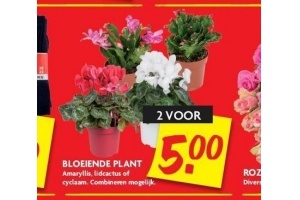 bloeiende plant