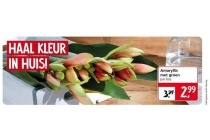 amaryllis met groen