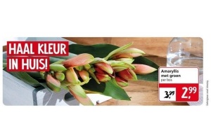 amaryllis met groen