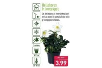 helleborus in kweekpot