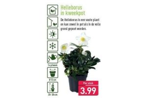 helleborus in kweekpot