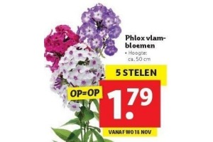 phlox vlambloemen