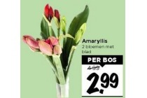 amaryllis