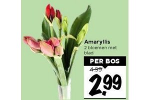 amaryllis