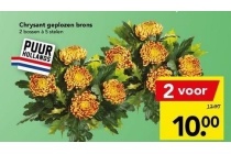 chrysanten