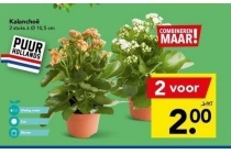 kalanchoe