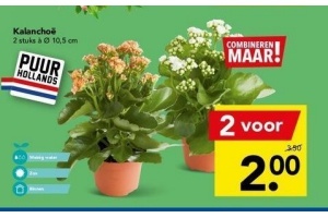 kalanchoe