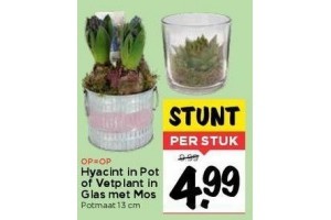 hyacint in pot of vetplant in glas met mos