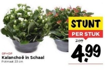 kalanchoe in schaal