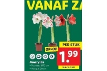 amaryllis