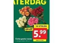 extra grote rozen