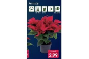 kerstster