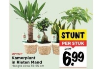 kamerplant in rieten mand