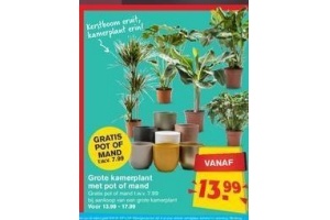 grote kamerplant met pot of mand