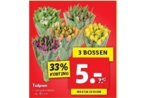 tulpen