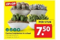 cactus vetplanten in schaal