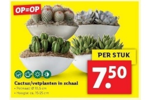 cactus vetplanten in schaal