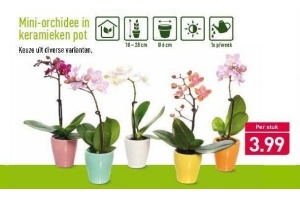 mini orchidee in keramieken pot