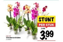 vlinderorchidee