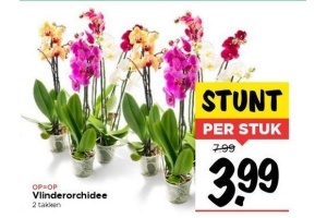 vlinderorchidee