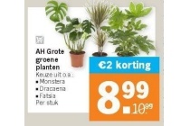 ah grote groente planten