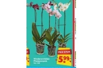 vlinderorchidee phalaenopsis