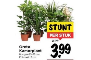 grote kamerplant