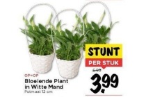 bloeiende plant in witte mand