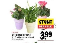 bloeiende plant in gekleurde mand