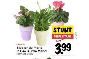 bloeiende plant in gekleurde mand