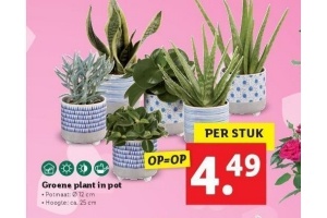 groene plant in pot